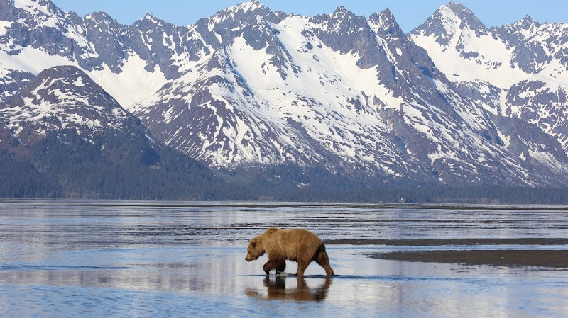 J Bear Tours photo